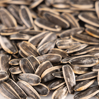 تخمه آفتابگردان